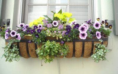 6 Tips to Boost Curb Appeal This Summer